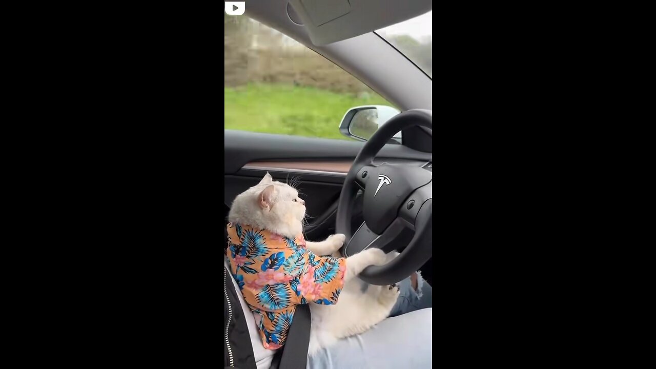 🐱 in driving mood | goes viral|