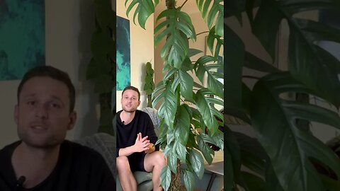 New chop & extend tutorial just got uploaded to me channel :) #epipremnumpinnatumcebublue