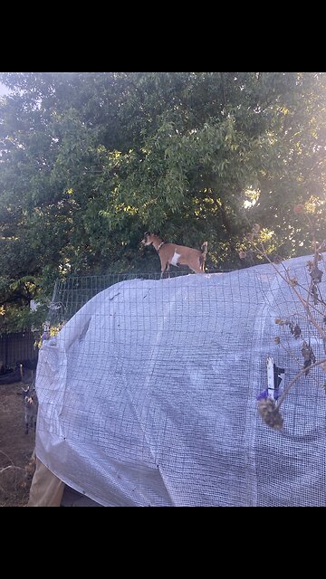 Silk the Stunt Devil Goat