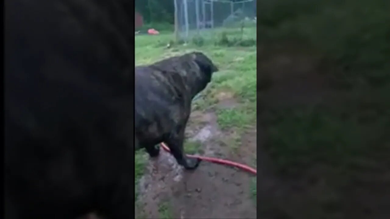 Mastiff Playing Water Toy #mastiff #dog #water #toys