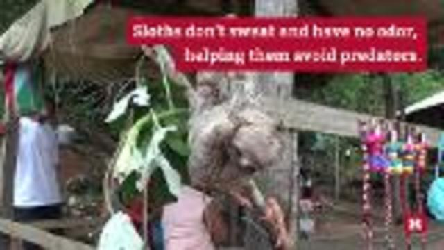 All the reasons sloths make lazy look cool | Rare Animals