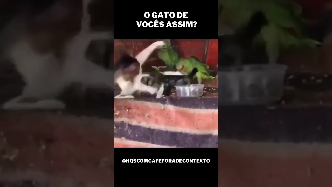 QUEM TEM GATO ASSIM?