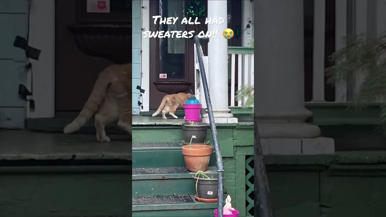 The cat had kittens and they were ðŸ˜ðŸ˜°ðŸ˜¢