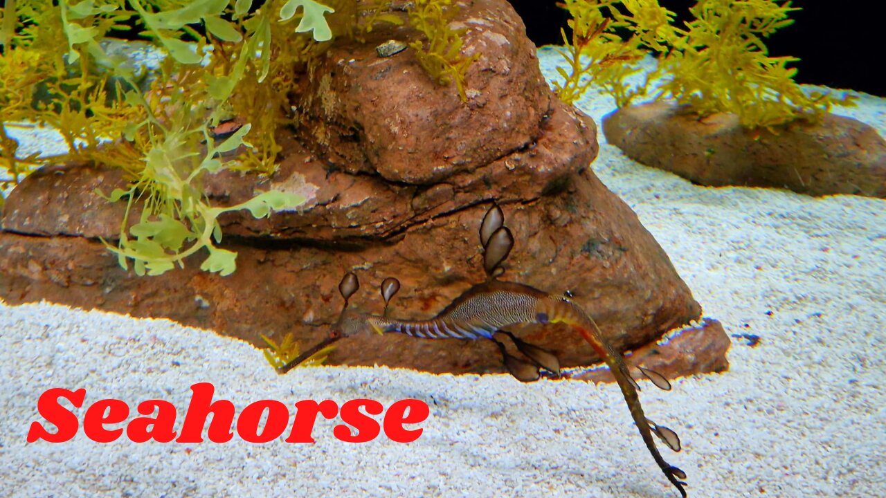 Seahorse