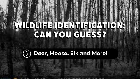 Deer, Moose, Elk?