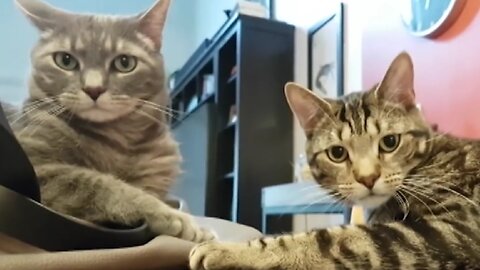 Funny Animal Fails Compilation 🙀🙊🐶🙊🙀 #funny #animal