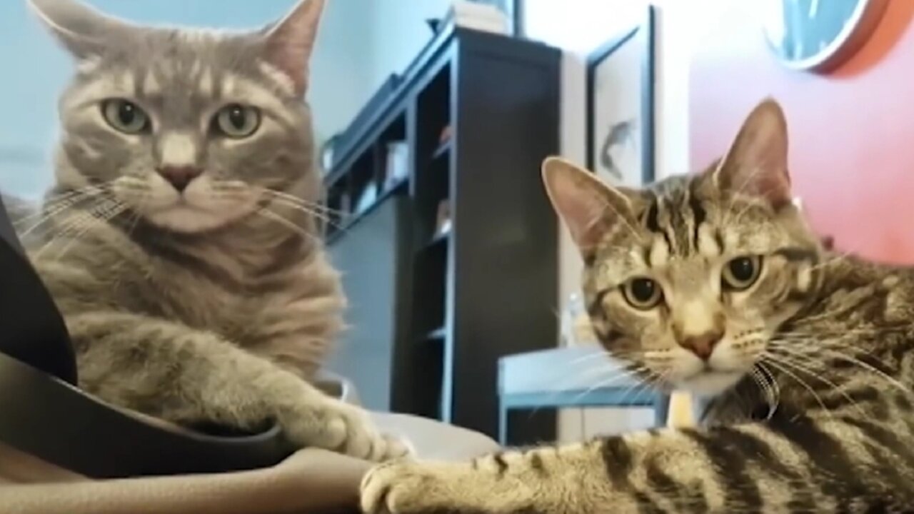 Funny Animal Fails Compilation 🙀🙊🐶🙊🙀 #funny #animal