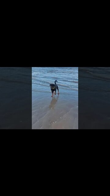 Starting 2023 living my BEST life! Rottweiler Beach Day Out #shorts #dogs #rottweiler