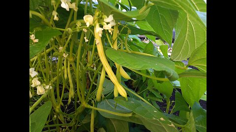 Harvesting Yellow Beans 7/6/24