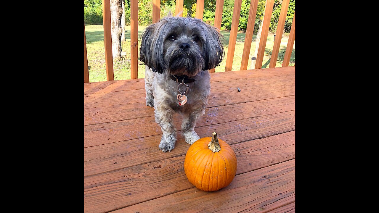 Chewbacca the Pumpkin Bandit