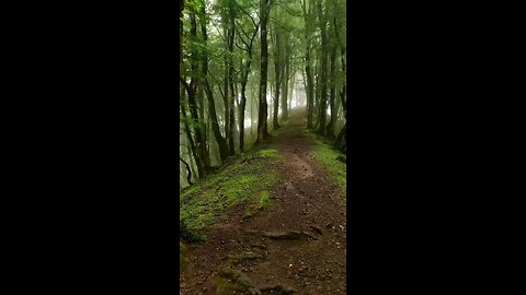 The pleasure of walking in the woods