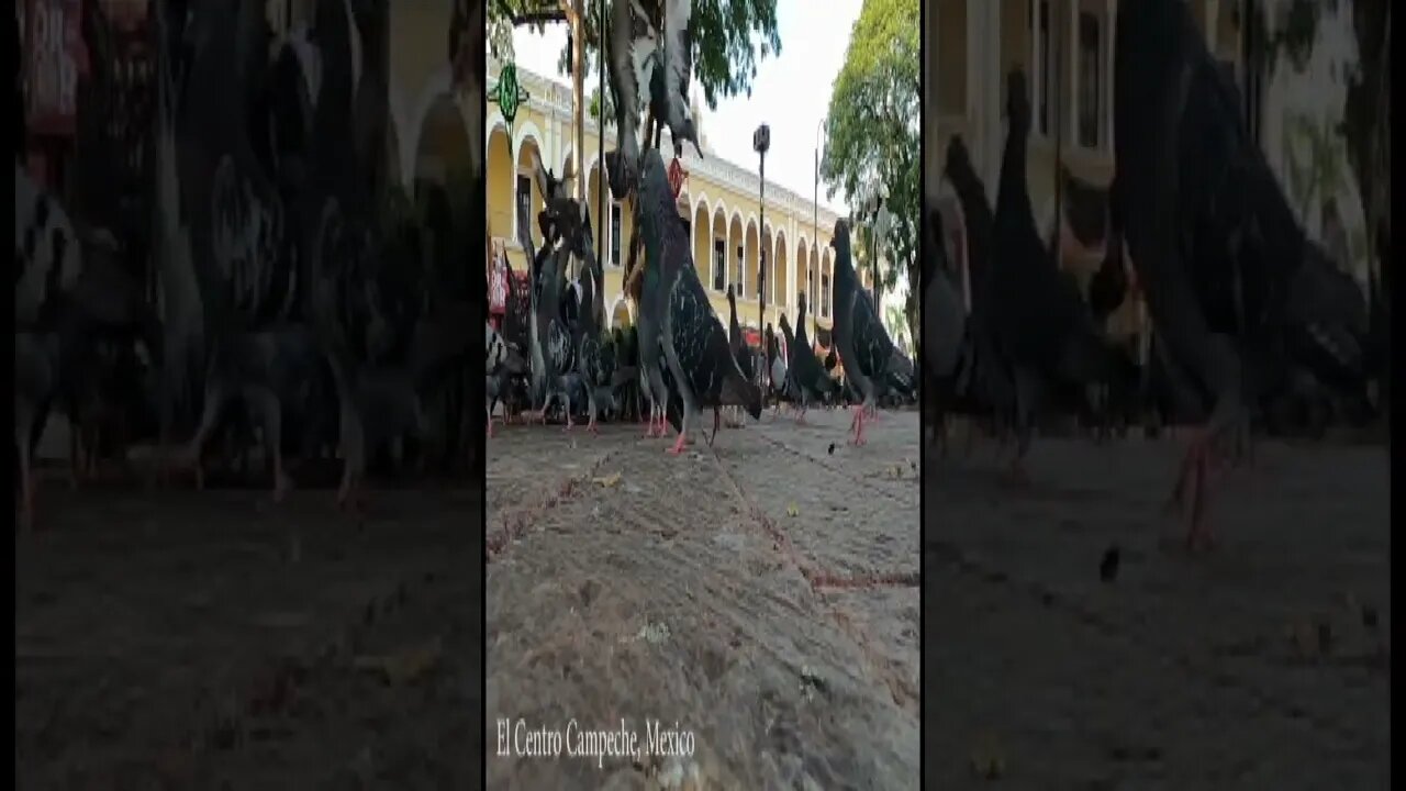 Pigeons Campeche Centro