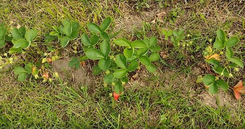 June 1st Garden Update