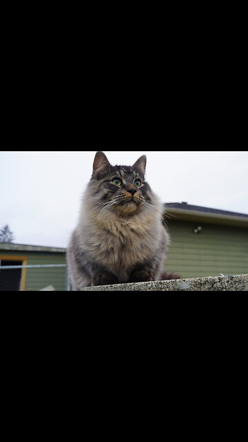 ALARMING MY CAT with REAL CAT SOUNDS