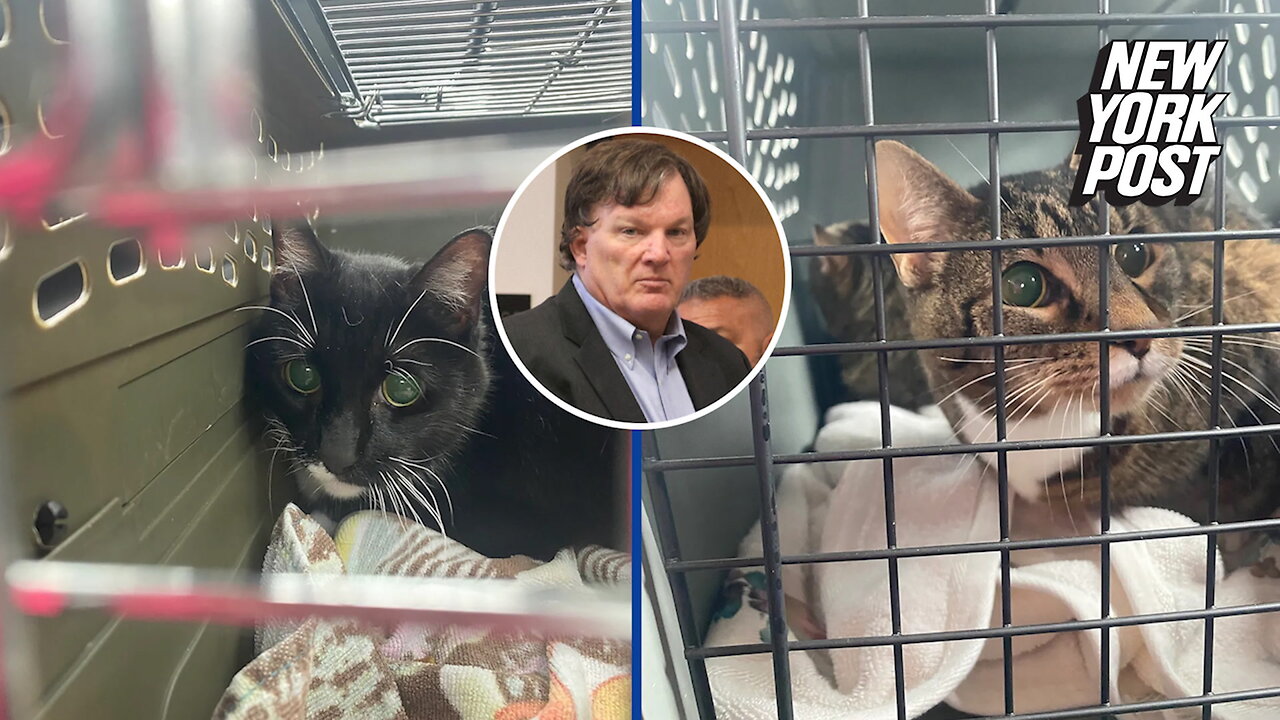 Gilgo Beach cops 'left cats of suspect Rex Heurmann's wife Asa Ellerup in kill shelter