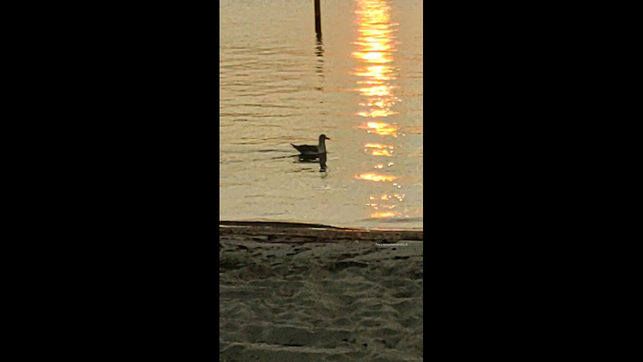 Floating Seagull