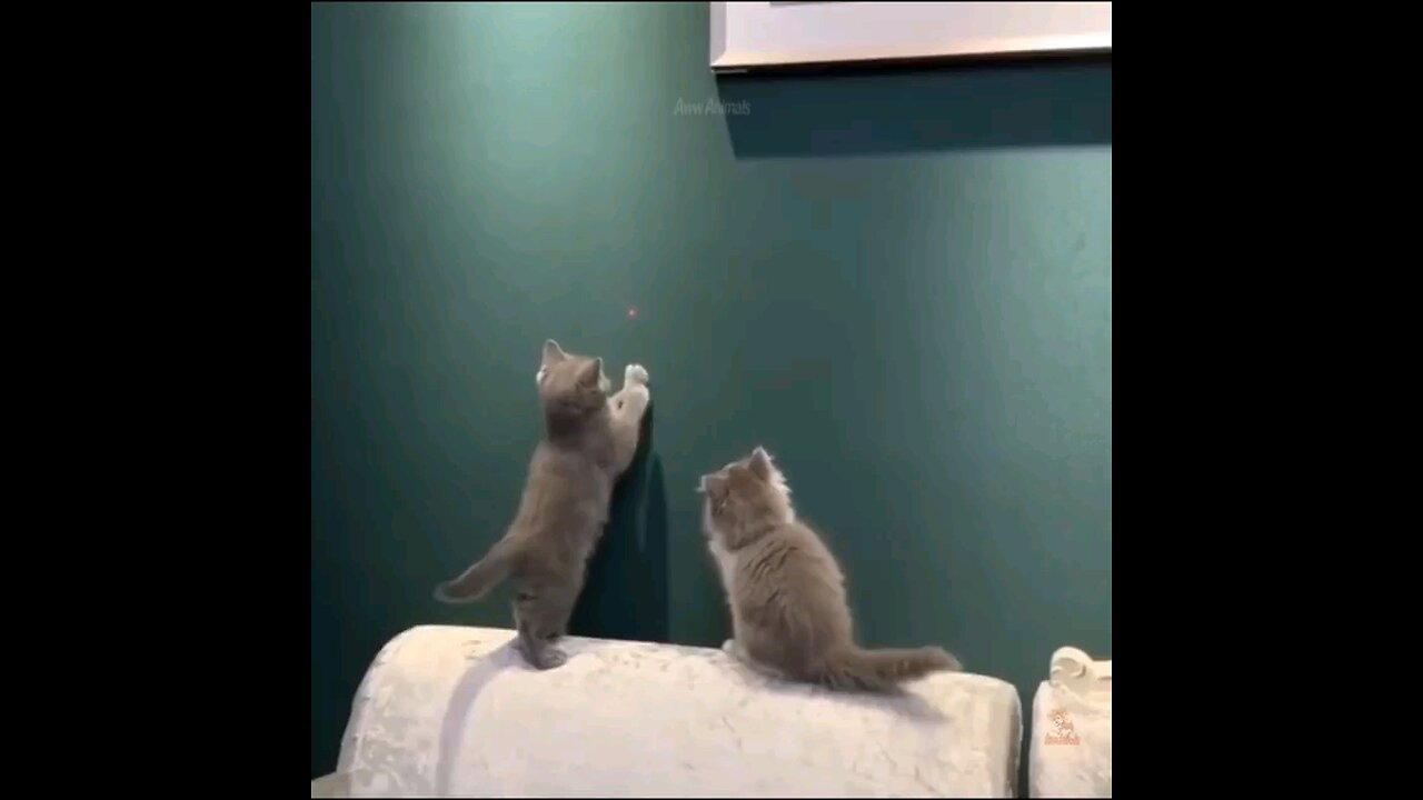 "Pawsitively Adorable: A Meow-tastic Compilation of Cute Cat Videos"