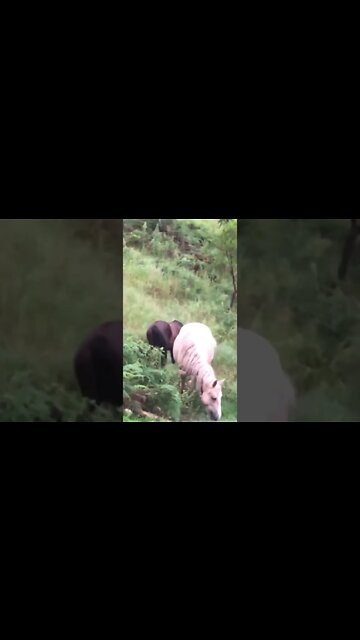 Brumbies grazing close to home after flood