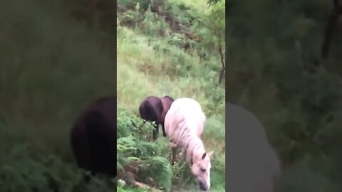 Brumbies grazing close to home after flood