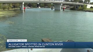 Alligator spotted in the Clinton River