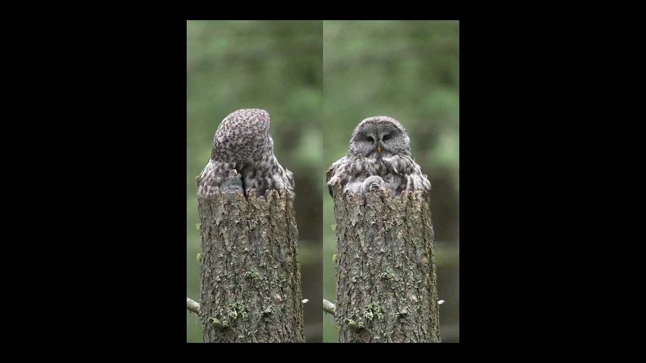 A great Gray Owl mother And Her Owlets captured