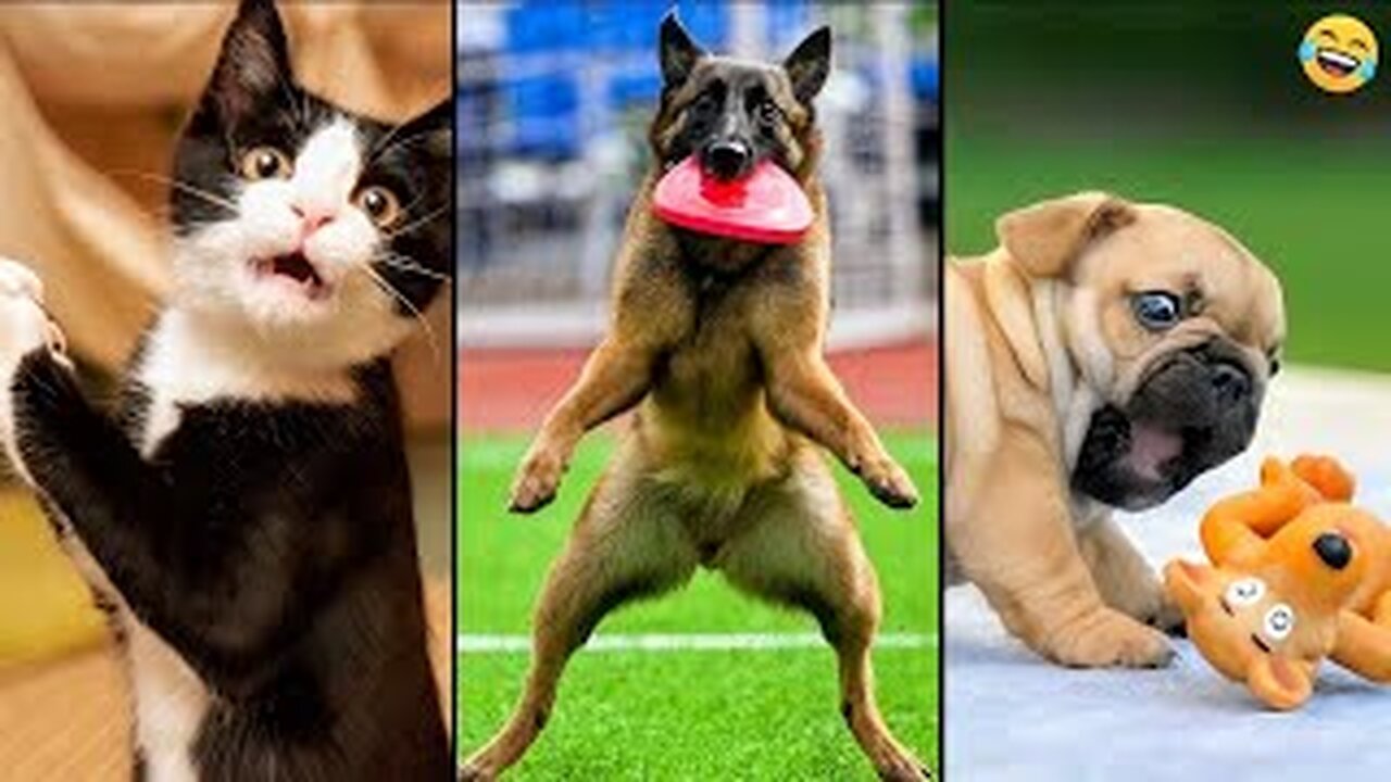 Funny ANIMALS videos 😂 Funniest CATS😺 and DOGS🐶 Funny Videos