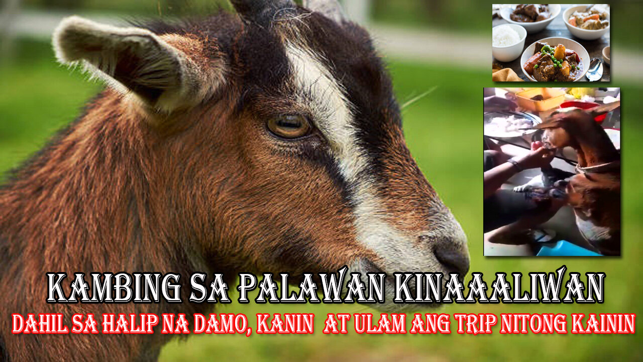 A goat in Roxas, Palawan, is now viral because instead of grass, its trip is to eat rice and dishes