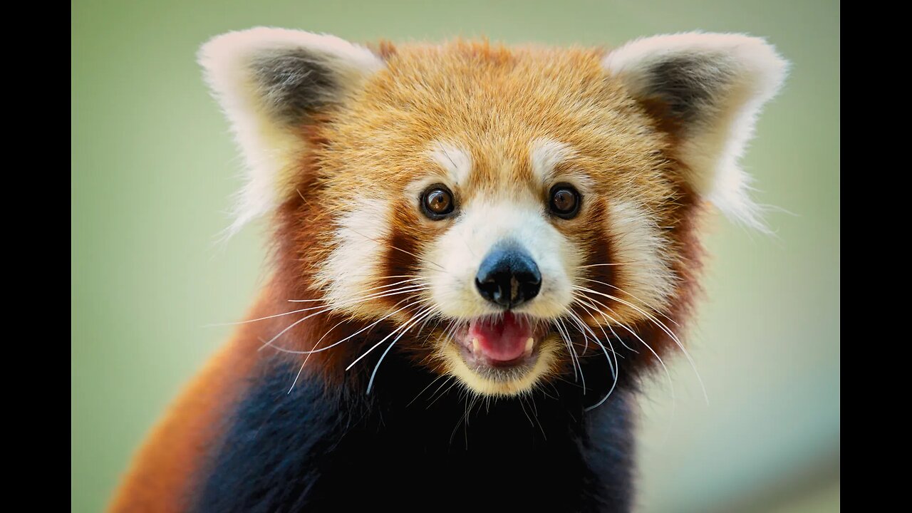 Red panda being all cute 🥰😻