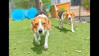 Beagle Buddies...Hard Day's Work