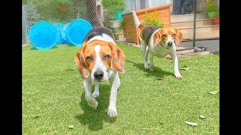 Beagle Buddies...Hard Day's Work