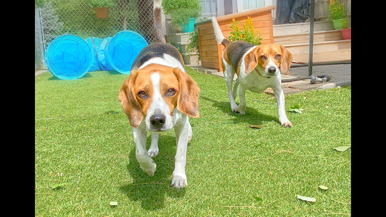 Beagle Buddies...Hard Day's Work