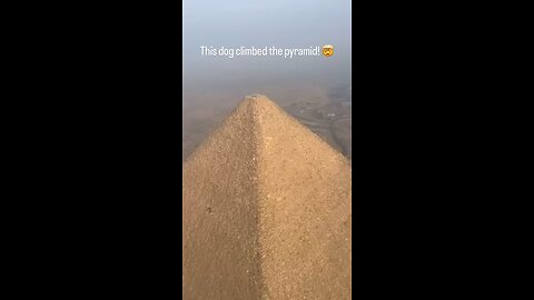 A Dog Climbed All The Way Up The Great Pyramid Of Giza Do You Think He Lives Up There Follow ForMore