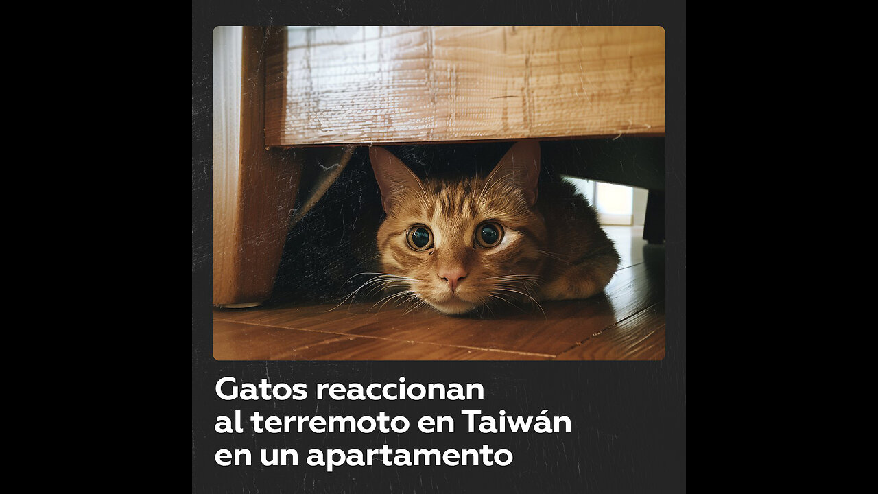 Reacción de gatos al terremoto de Taiwán