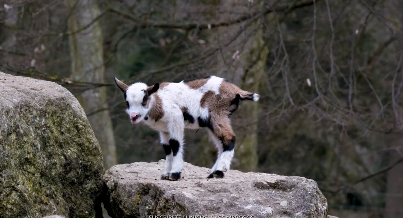 BABY GOAT WALKING IN THE MOUNTAIN IN HD