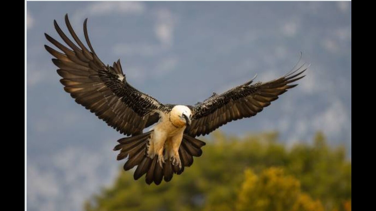 Lammergeire Eagle (Hunting season)