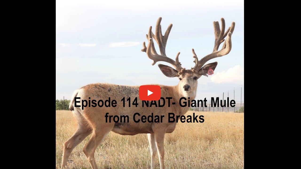 Episode 114 NADT- Giant Mule Deer from Cedar Breaks