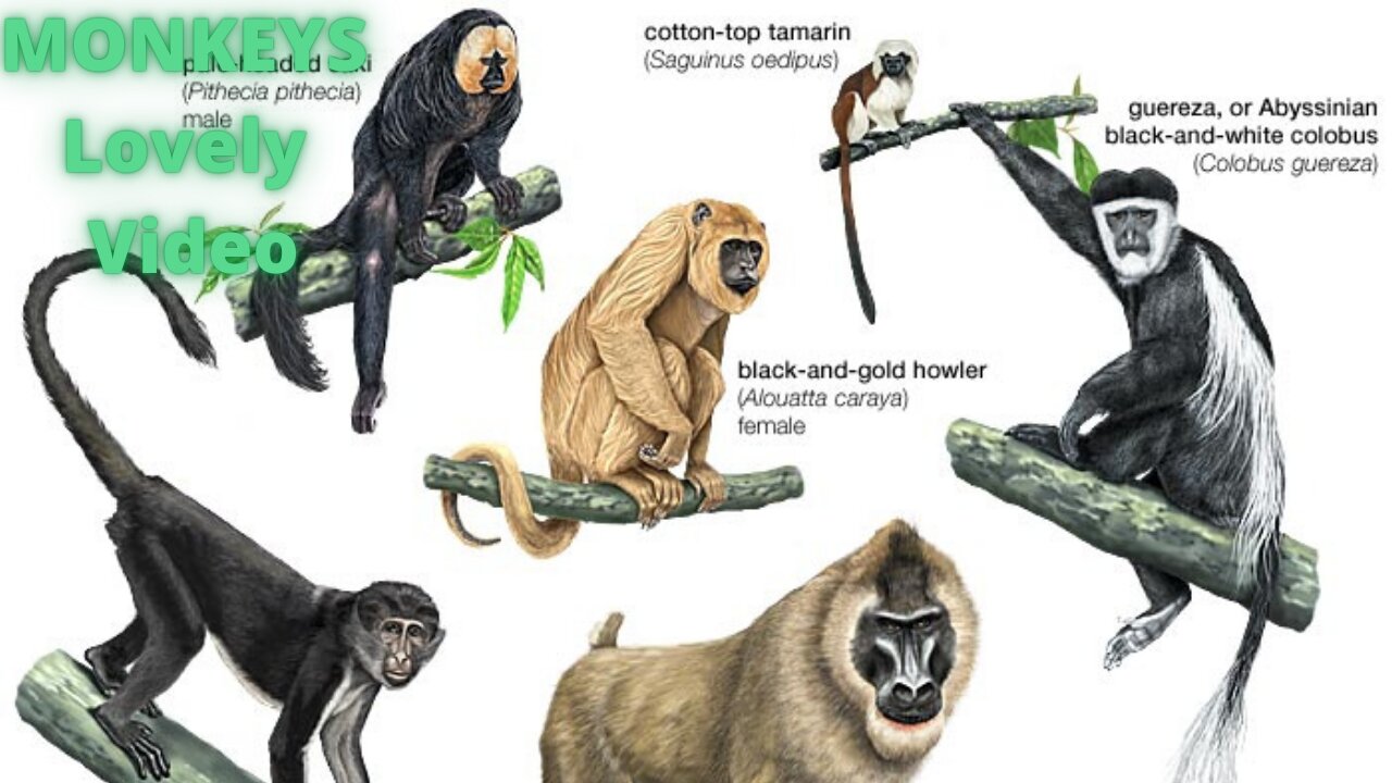 Monkey care and stop hunting monkeys.