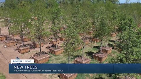 Trees being grown for 16th Street Mall redevelopment project