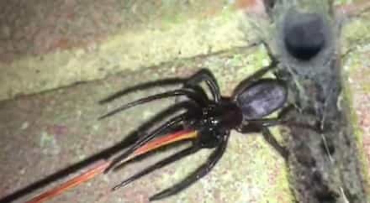 Hundratals giftiga spindlar invaderar hem i England
