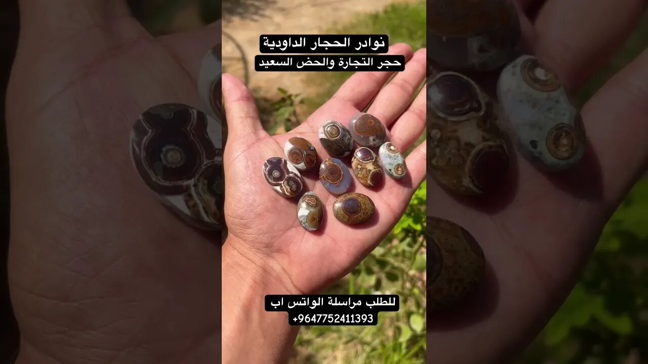نوادر الداودي