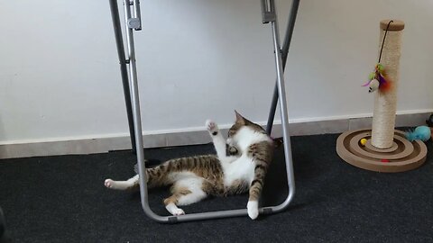 Cute Cat Plays under the Table