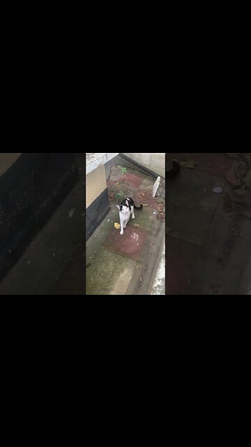 Catching on the camera a very shy cat