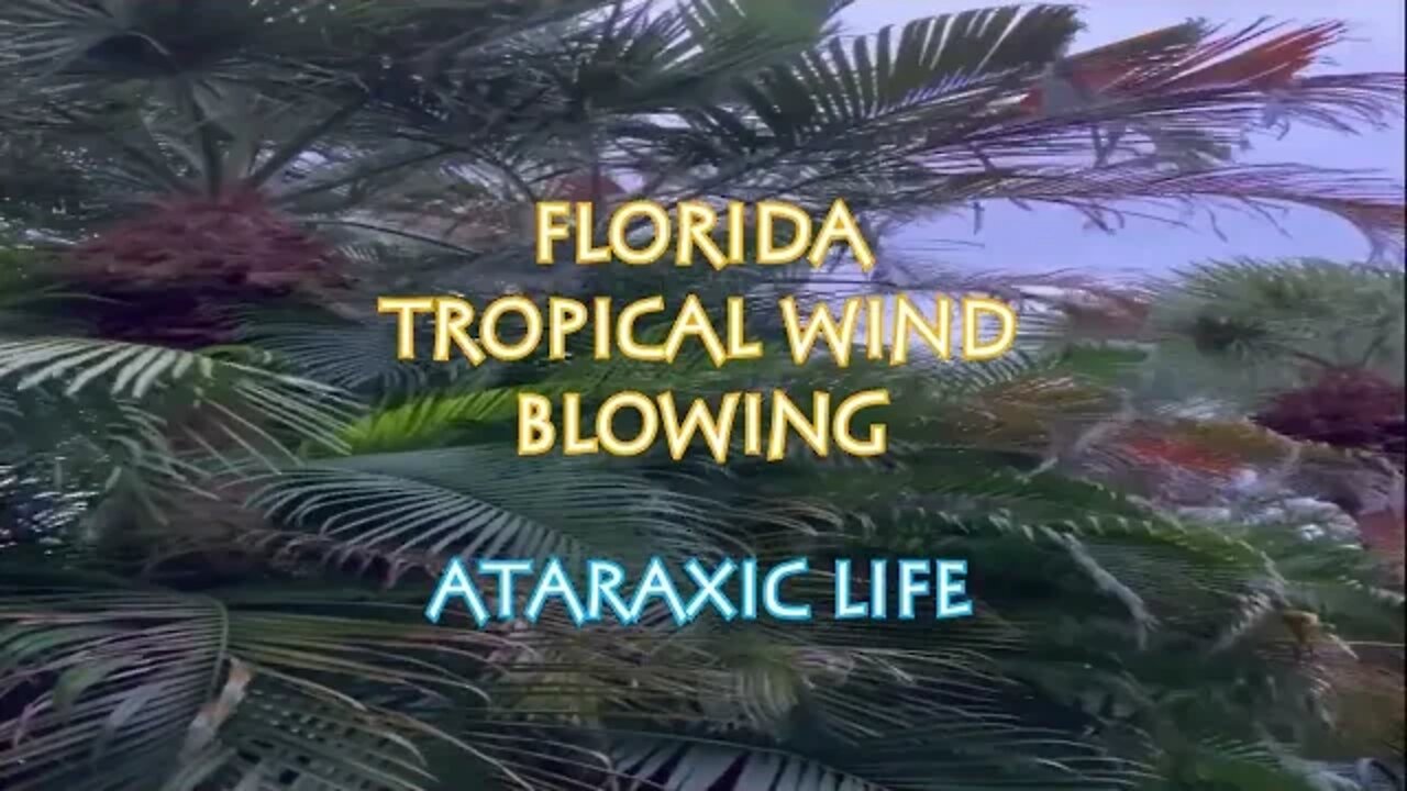 Watch The Florida Tropical Wind Blow for 30 Minutes!