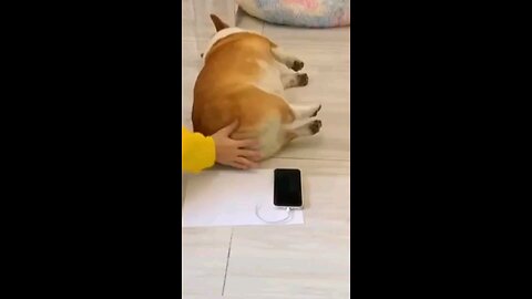 2024 funny animal video