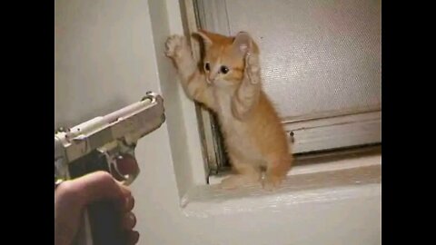 Funny Animal Videos 2022 - Funniest Cats And Dogs Videos