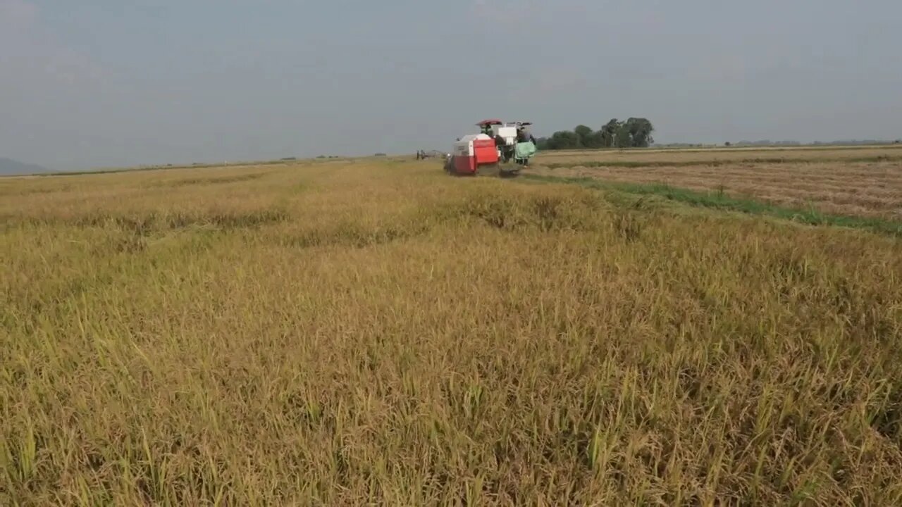 Kobuta cutting Rice