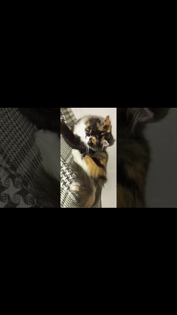 #Max #oreo #leo #white #and #brown #and #black