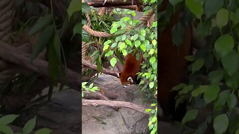 Found a cute red panda! #shorts