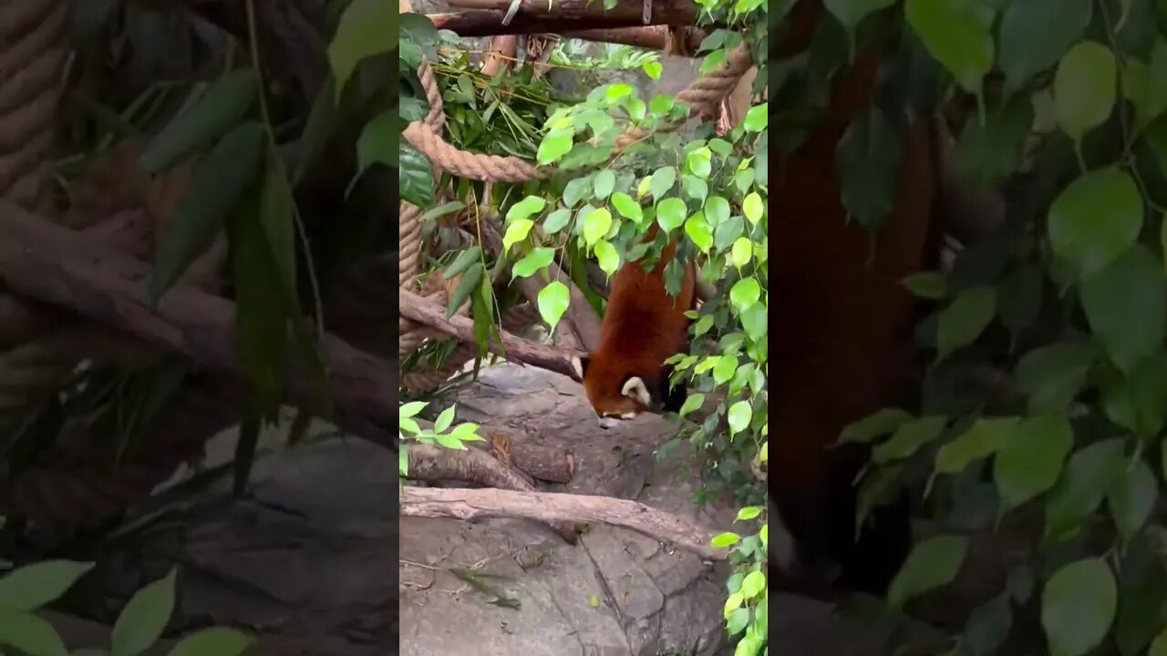 Found a cute red panda! #shorts