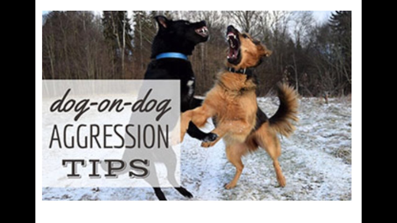 How to make your dog become aggressive instantly within few tips🐕